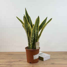 Сансевиерия Лауренти (Щучий хвост) D:21см H:70см