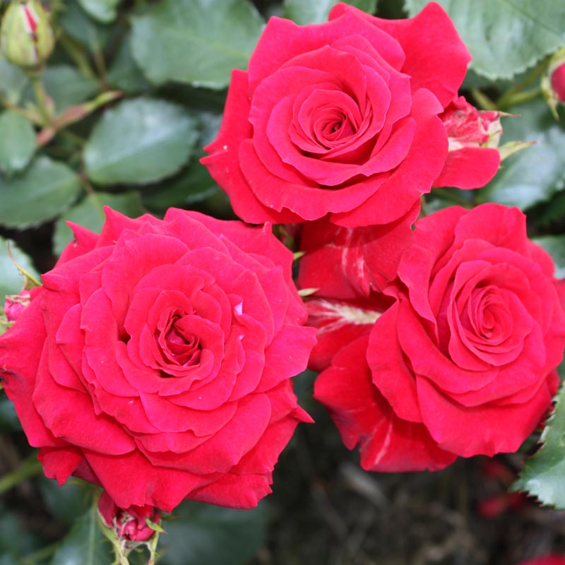 Роза парковая Ред Бриллиант