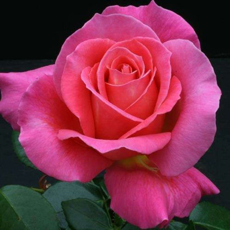 Роза чайно-гибридная Шокинг Версилия