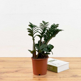 Замиокулькас Зензи D:15CM H:40CM