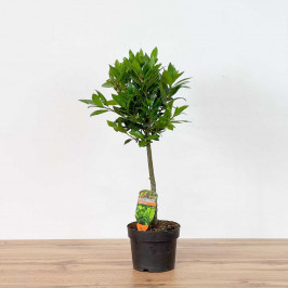 Лавр благородный (Нобилис) штамбовый D:17см H:70см