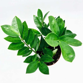 Замиокулькас H:45 D:14 в Белом Горшке