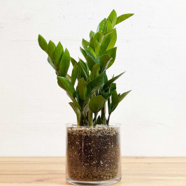 Замиокулькас H:45 D:14 в стеклянном прозрачном горшке