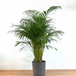 Пальма Арека в горшке ИКЕА БОЙСЕНБЭР 22