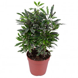 Дизиготека Бианка D:12см