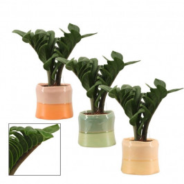 Замиокулькас Зензи H:9 в кашпо (глазурь)