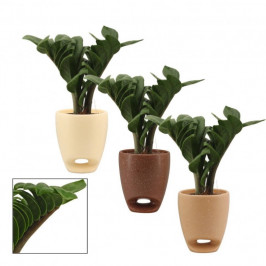 Замиокулькас Зензи H:9 в стильном кашпо