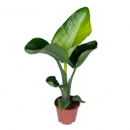 Стрелиция Николая D:15см H:45см