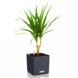 Драцена Маргината в кашпо Lechuza Cube Color 14