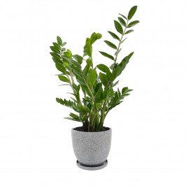 Замиокулькас H 65 в керамическом горшке Вещицы Терраццо