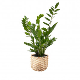 Замиокулькас H 65 в кашпо ИКЕА КАФФЕБОНА бамбук