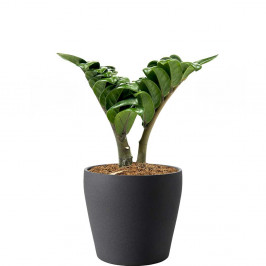 Замиокулькас Зензи D:12 в ИКЕА ПЕРСИЛЛАДЕ