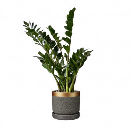 Замиокулькас H:65 в керамическом горошке Брюссель