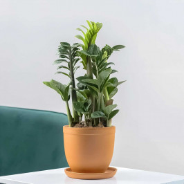 Замиокулькас Зензи H:40 в Керамическом горшке