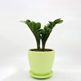 Замиокулькас Зензи D:12 в лаймовом горшке