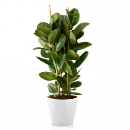 Фикус Эластика Робуста 3 ствола в Lechza Classico color 28