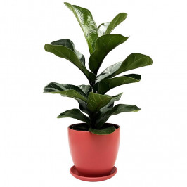 Фикус Лирата 40см в горшке с поддоном