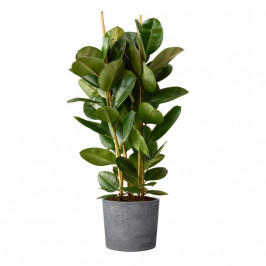 Фикус Эластика Робуста 3 ствола в Бетонном кашпо D:27