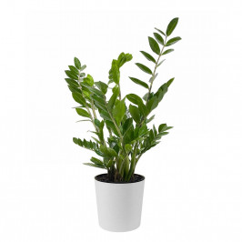 Замиокулькас H:65 в пластиковом кашпо Вега