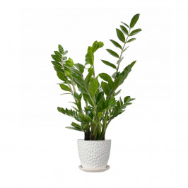 Замиокулькас H 65 в бетонном горшке Манго