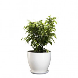 Фикус Бенджамина Кинки в керамическом горшке