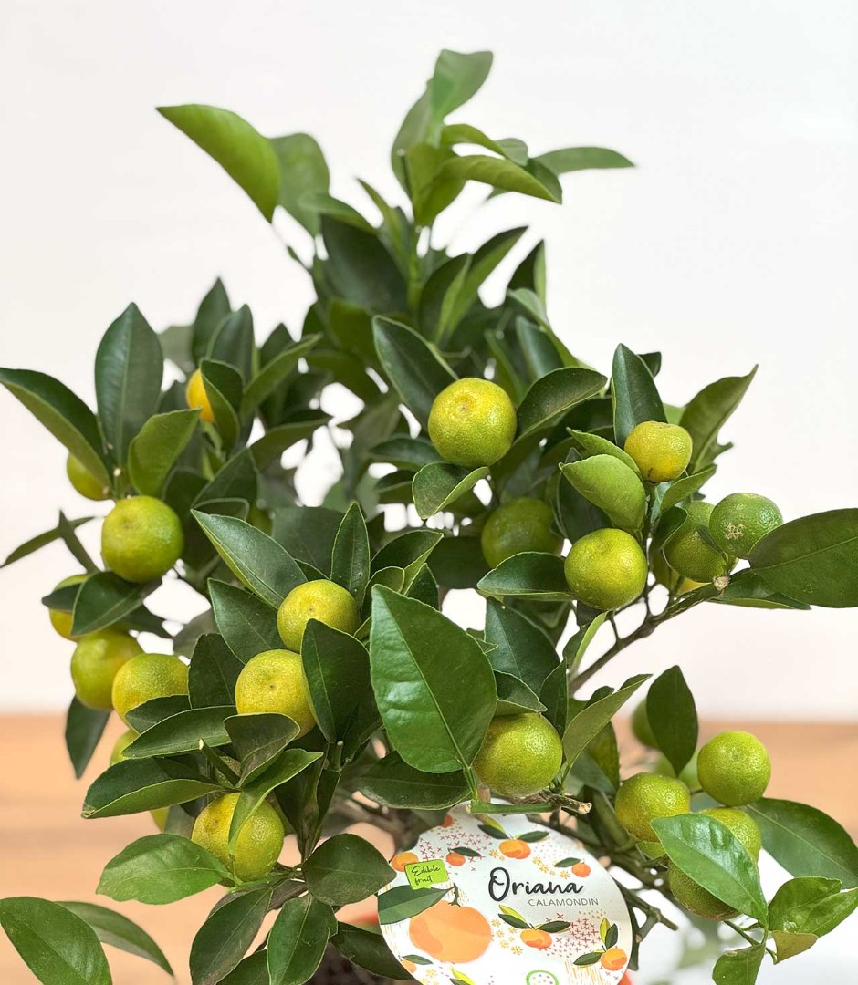 mandarin-14-40v2-4_3