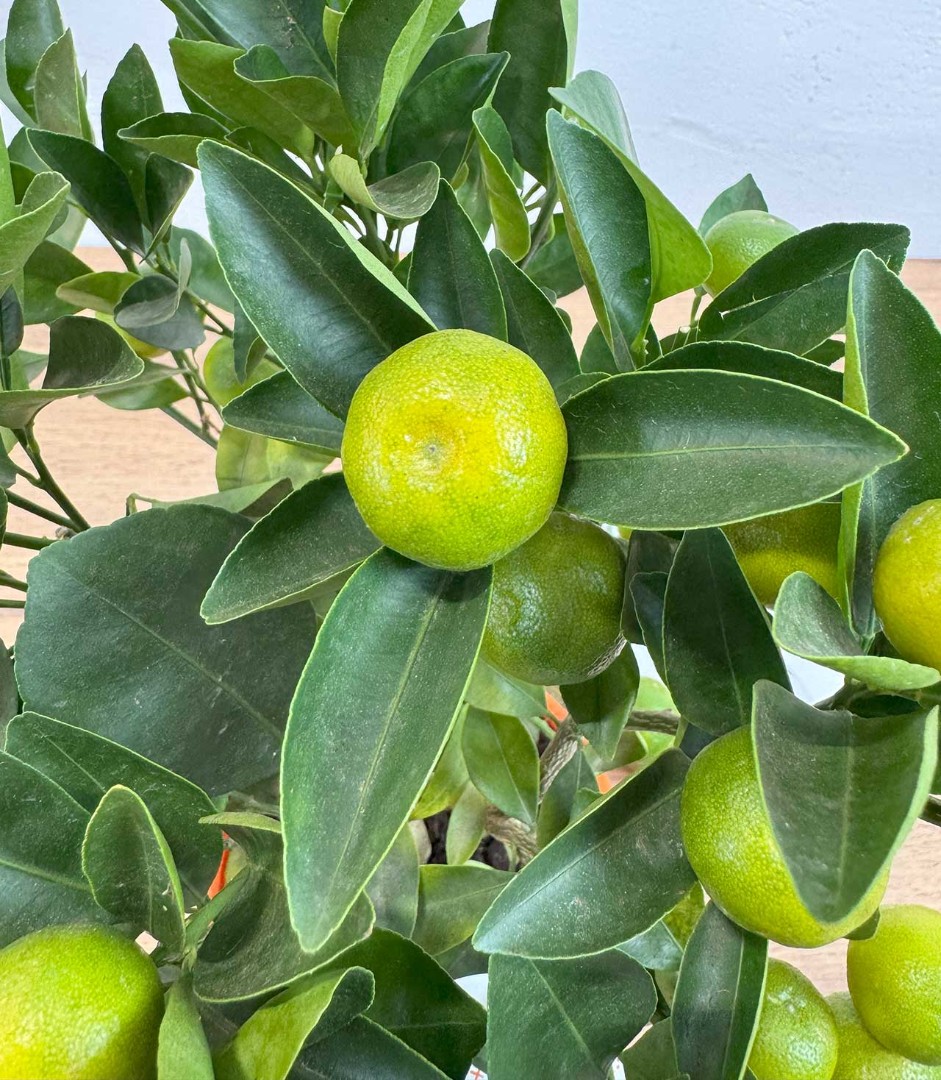 mandarin-14-40v2-5_4