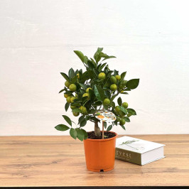 Мандариновое дерево Каламондин D:14см H:40см