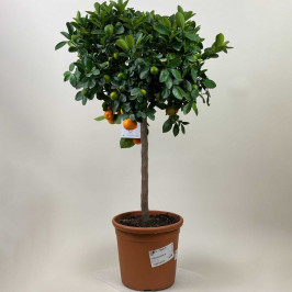 Мандариновое дерево D:28см H:100см