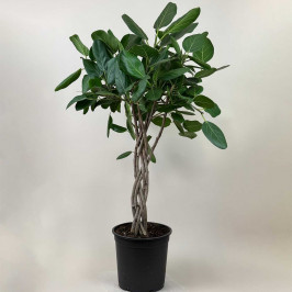 Фикус Бенгальский Одри Коса переплетенный D:27см H:120см