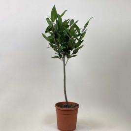 Лавр благородный D:21см H:90см