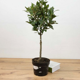 Лавр благородный D:21см H:90см