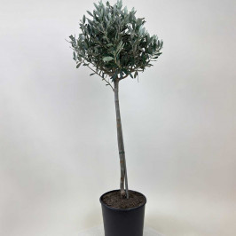 Олива Европейская штамб D:21см H:100см