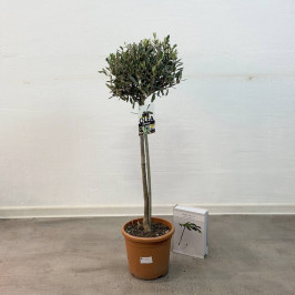 Олива Европейская штамб D:21см H:100см