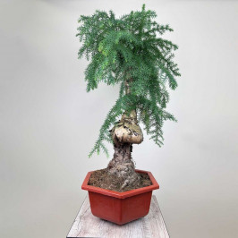 Бонсай Араукария D:30 H:70 см