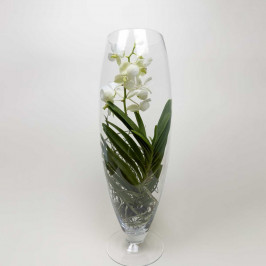 Орхидея Ванда Шампань в стекле D:24см H:70см