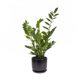 Замиокулькас D:18 H:60 в керамическом горшке