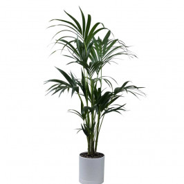 Пальма Ховея (Кентия) в Белом кашпо