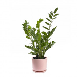 Замиокулькас D:18 H:60 в Розовом керамическом горшке