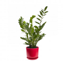 Замиокулькас D:18 H:60 в Малиновом керамическом горшке