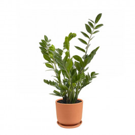 Замиокулькас D:18 H:60 в Терракотовом керамическом горшке