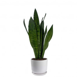 Сансевиерия Щучий хвост в керамическом горшке D15см