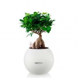 Фикус Бонсай в Lechuza PURO 20