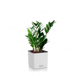 Замиокулькас H:45 в Lechuza CUBE COLOR 14