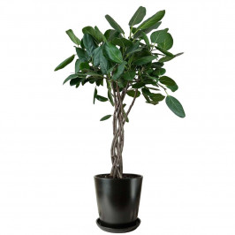 Фикус Бенгальский переплетенный в Керамическом горшке конус