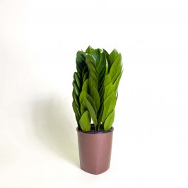 Замиокулькас Пирамида D:10CM H:30CM