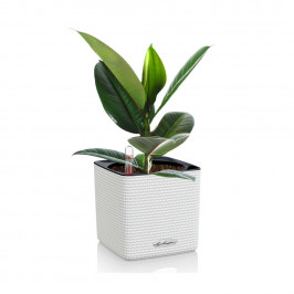 Фикус Эластика 40 см в CUBE COLOR 14