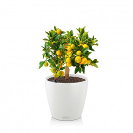 Каламондин в CLASSICO Color 21