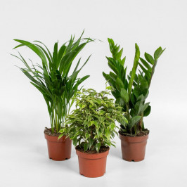 Комплект 3 растения