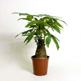 Пахира Акватика D:12см H:35см Толстый ствол